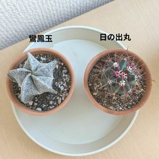 サボテン　鸞鳳玉　日の出丸　フェロカクタス　ランポー玉　セット