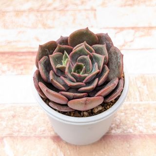 韓国苗　ビッグレッド　発根済み　多肉植物